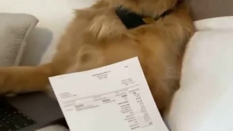 Mr. Doggo CEO