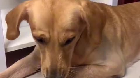 funny dog videos part 77