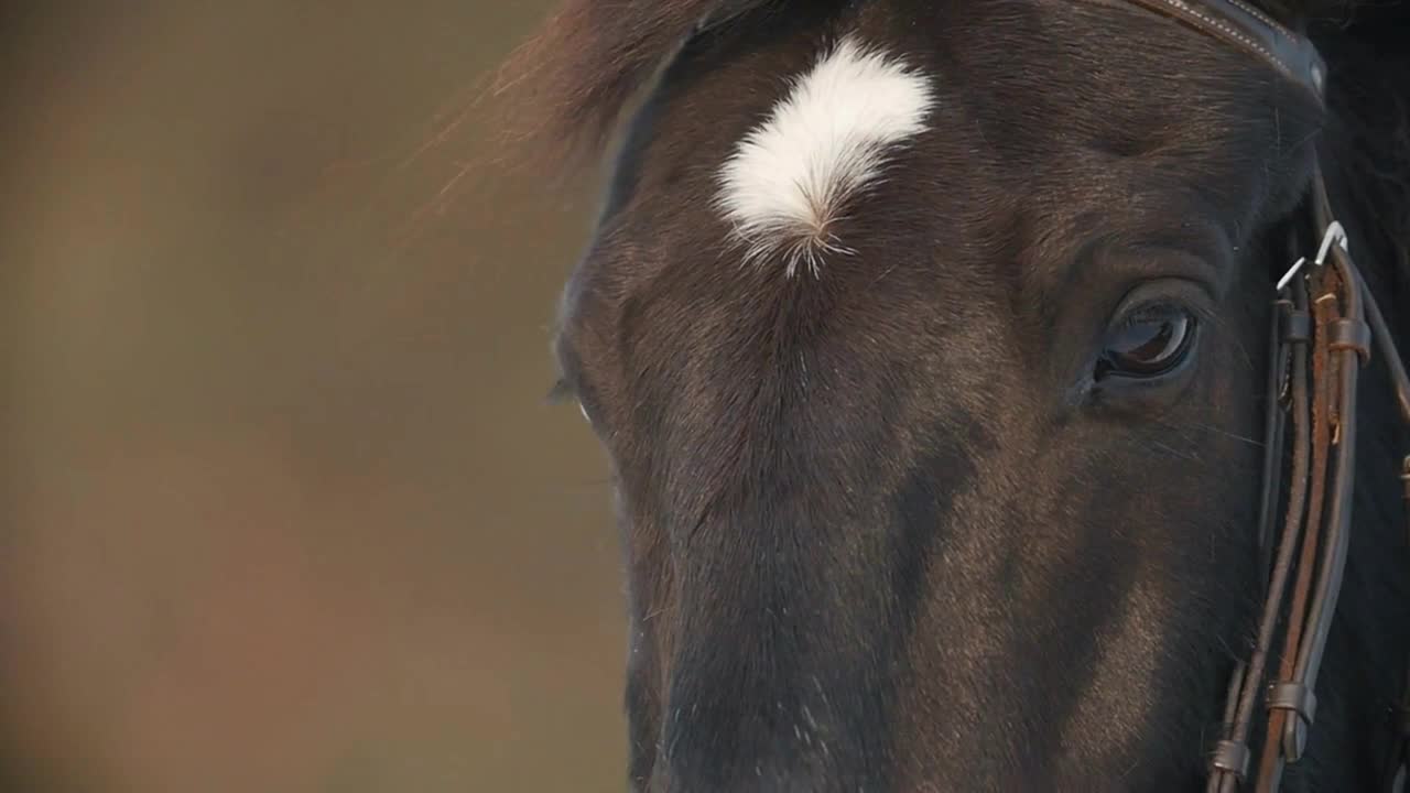 The face and eyes of the brown horse closeup, spot on his forehead