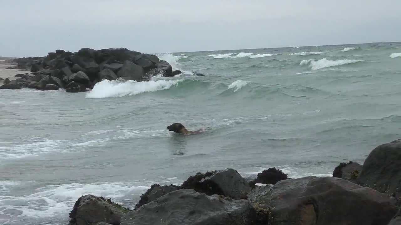 Fearless dog dives into the ocean