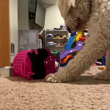 Gentle giant helps get kitten out of a jam