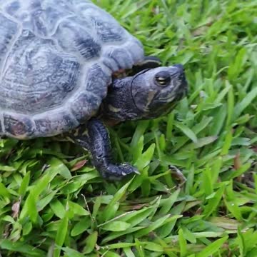 Funny Turtle want to eat something!