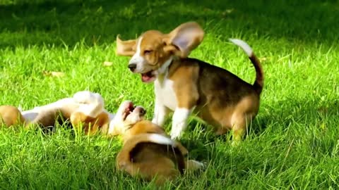 🐕Soothing Cute Dog Video For Dogs & Dog Lovers💗 1 Hour Classical Music Relaxation Healing Meditation