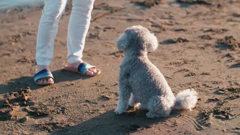 A cute gray poodle on sand