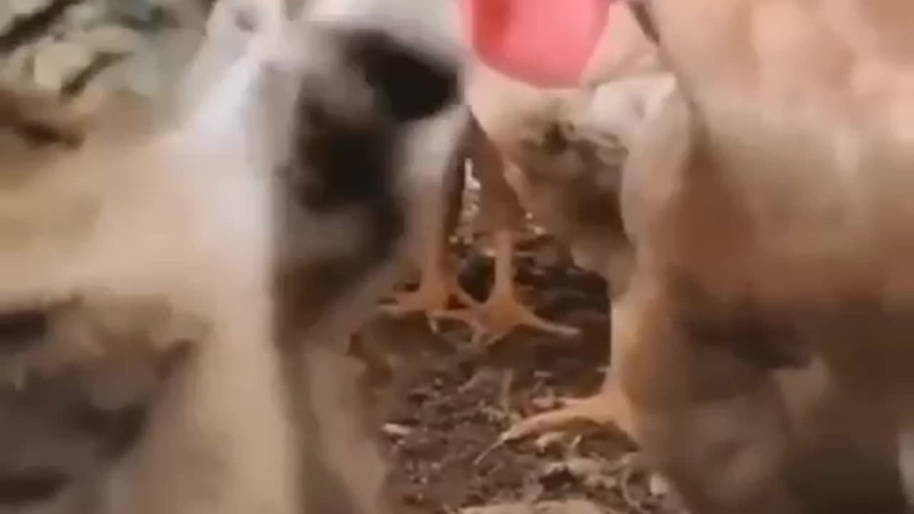 Funny and cute cats in the world || funny moments of cats