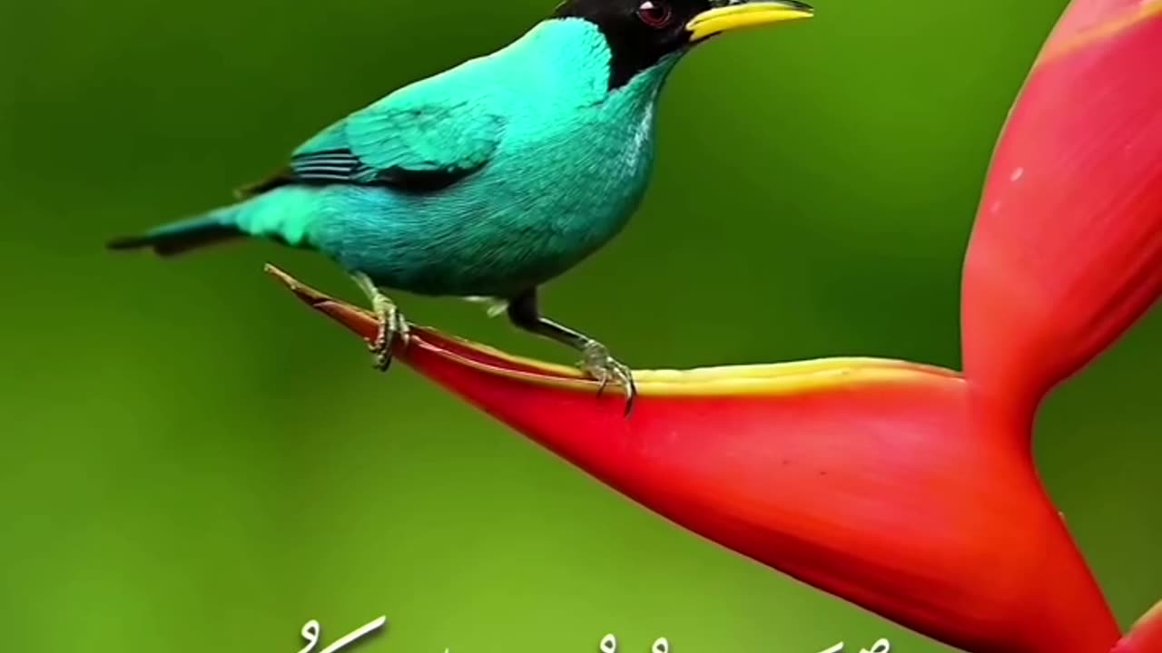 بلغوا عني ولو آية