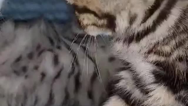 Cat cat 🐱