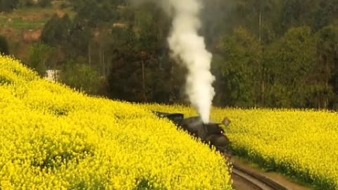 Golden rape flowers