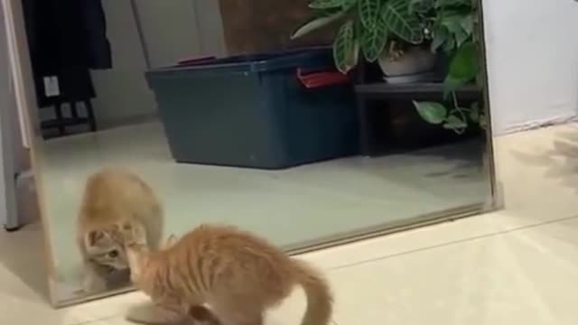 Funny Cat with Mirror - don't stop laughing