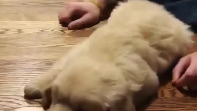 looks like he is not in the mood