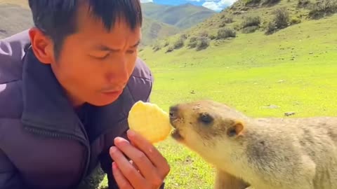 Cute Wild Animal Bobak Marmot Or Prairie Dog Eating Cookis Yummy,