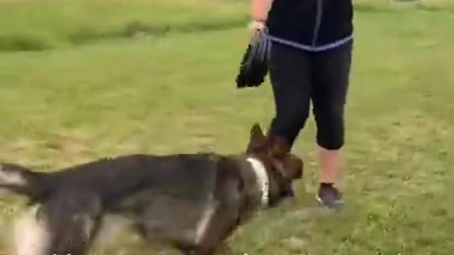 🐶 Perfect Dog Training | Best dog training in the world #rumble #1