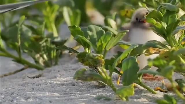 A bird is waiting for its mother to come back from foraging