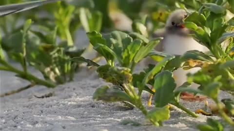 A bird is waiting for its mother to come back from foraging