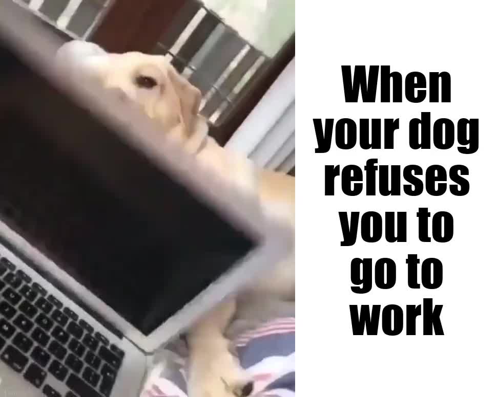 Dog refuses his master to go to work