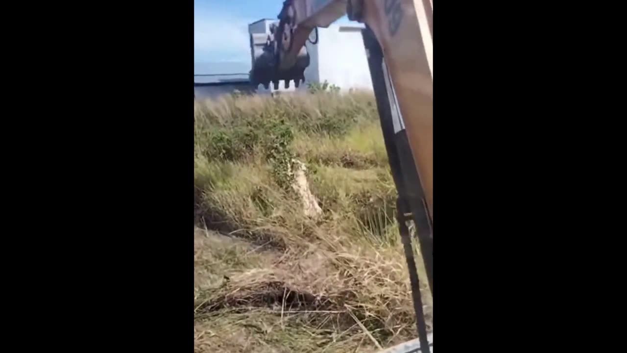 This Is Why You Call The Professionals When It Comes To Removing A Hornets Nest