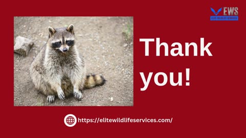 Raccoon Removal in Houston: Ensuring a Safe and Pest-Free Home