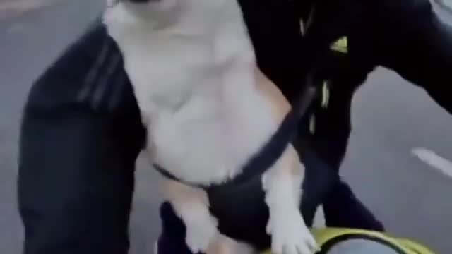 The dog ride with crazy rider