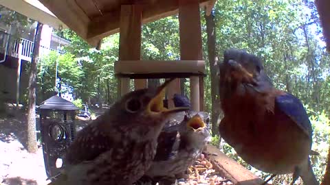 Baby Bluebirds!