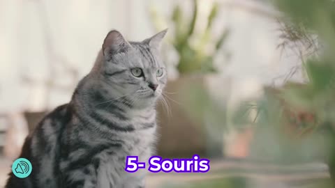 Bruits que les Chats ADORENT entendre 😻 5 Bruits pour Chats