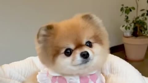 More Cute Animals for When You are Stressed