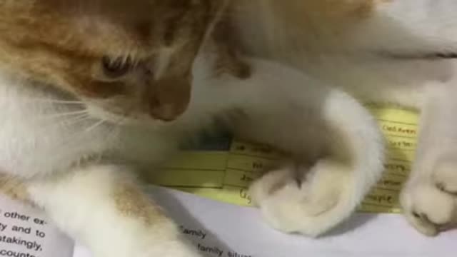impossible to understand cats