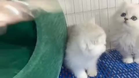 Very cute kitty, cute and adorable