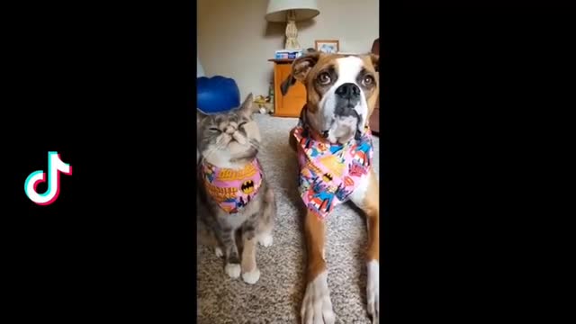 🤣_Funniest_Animals___Try_Not_To_Laugh_😇Awesome_Funny_Pets_Animals Videos