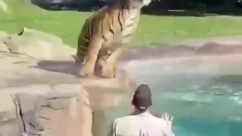 This tiger loves to play in pool