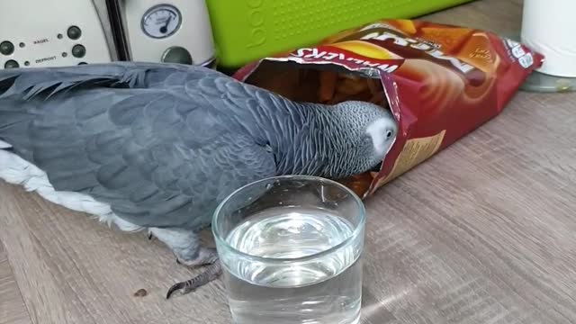 Greedy parrot tries all the snacks