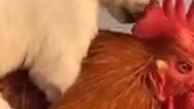 Adorable dog riding on chicken!watch and enjoy