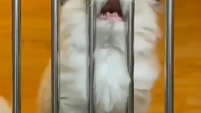 Loving parrots affectionately hug their cat friend