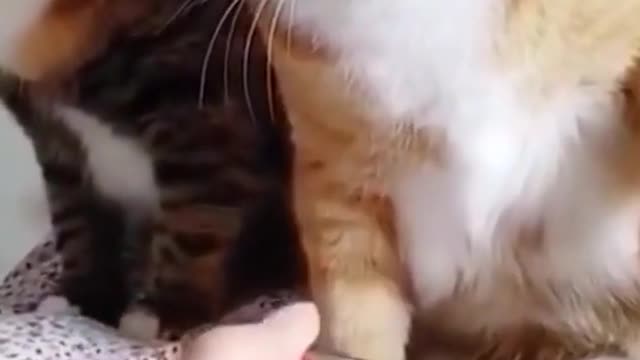 # bewitching behavior of cats # bewitching behavior of animals