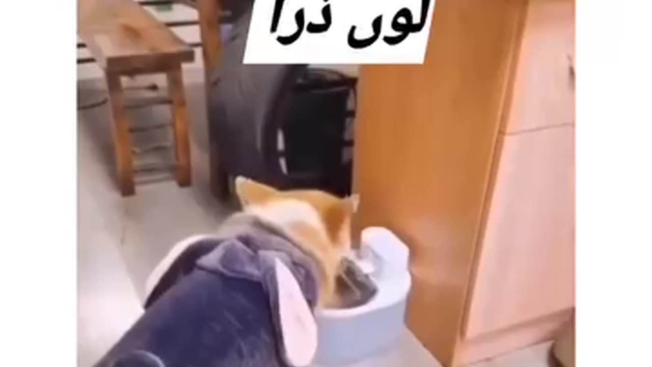 DOGS FIGHT FUNNY WAY