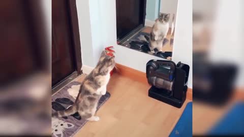 Funny little cat