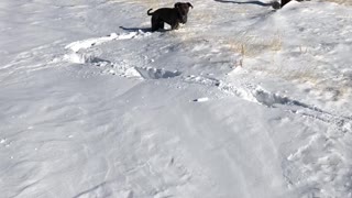 Dog running in snow