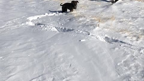 Dog running in snow