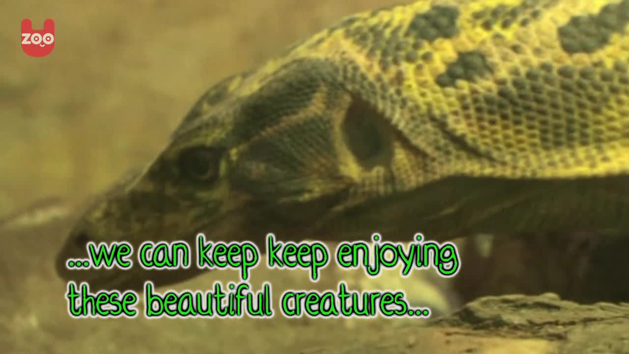 Reptiles Face Extinction