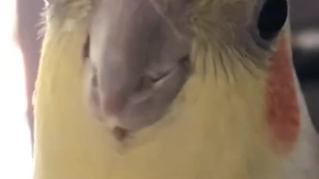 “If you’re happy and you know it” but with only 2 notes