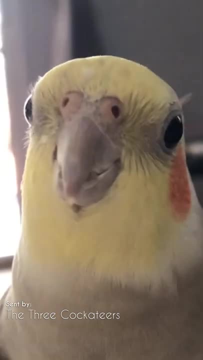 “If you’re happy and you know it” but with only 2 notes