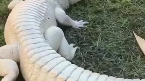 Rare white alligator