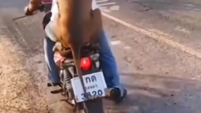 Funny Dog as a passenger fo a bike man