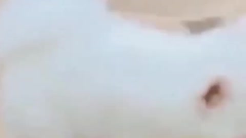 Cute puppy enjoying the new shoes walking