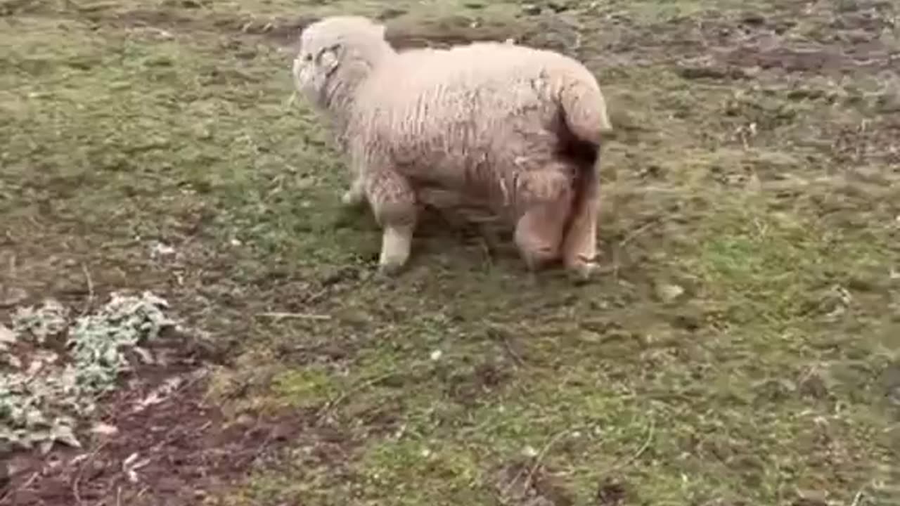 Sheep thinks he's a dog