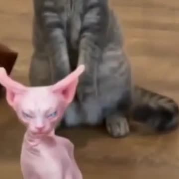 Cat dancing #cat #meme #funny #ankha #kitten