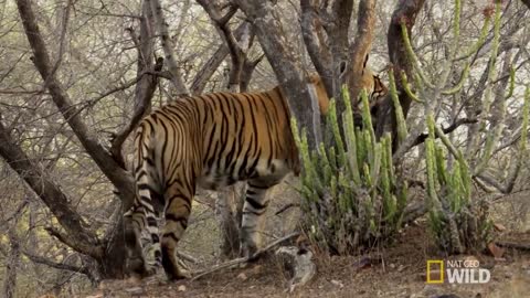 Animal of the year top 3 latest lion of america jungle