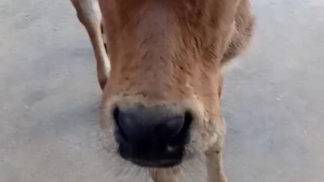 Animal calf||cute calf ||my calf lali so cute & sweete moment || cute animal 2022