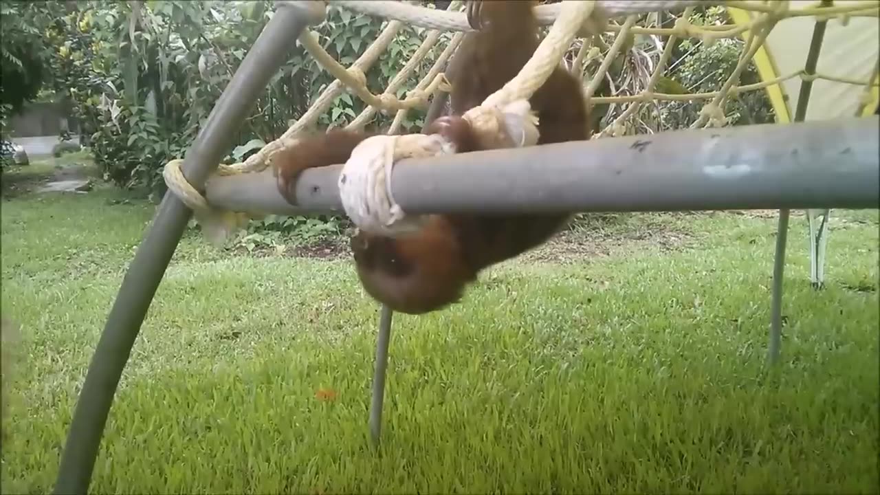 Baby Sloths being baby Sloths - LOL Funny Compilation