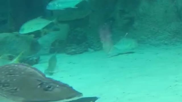 Cute sharks and fish