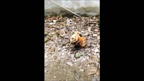 Chicken VS Dog & Cat Fights - Funny Fights Video